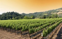 Deluxe Sonoma & Napa Valley Wine Country Tour