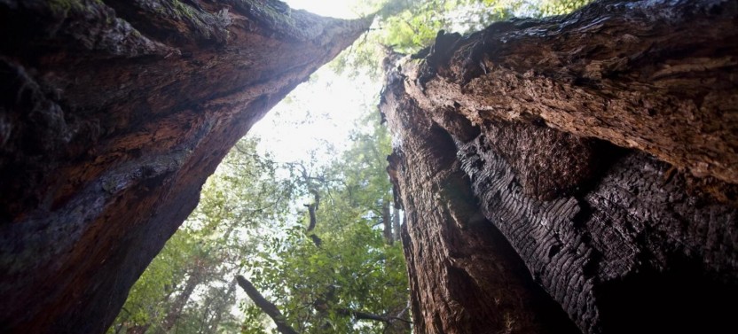 Muir Woods & Sausalito Tour