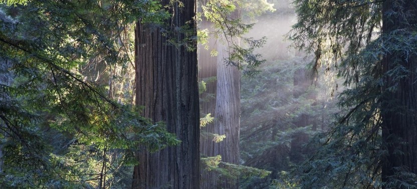 Muir Woods & Sausalito Tour