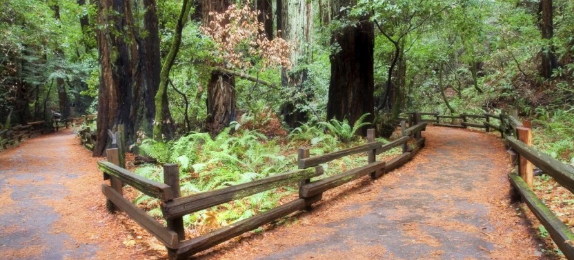 Muir Woods & Sausalito Tour