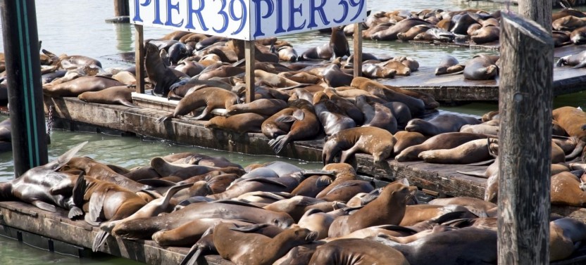 San Francisco City Tour & Bay Cruise