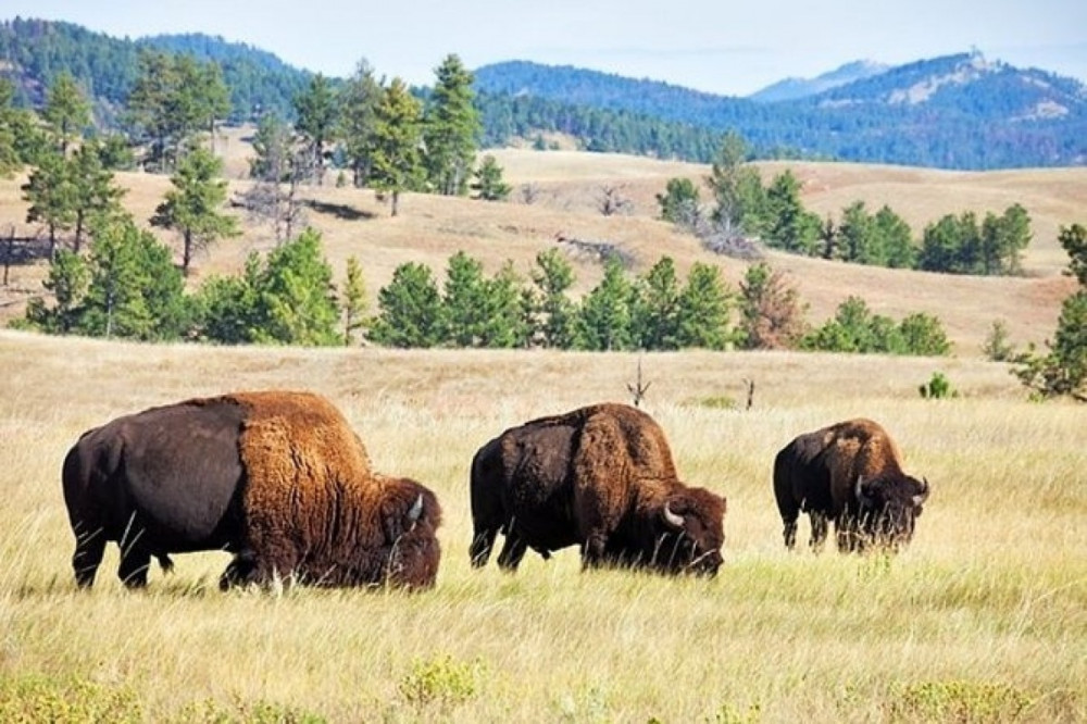 Yellowstone Private Tours - Lower Loop