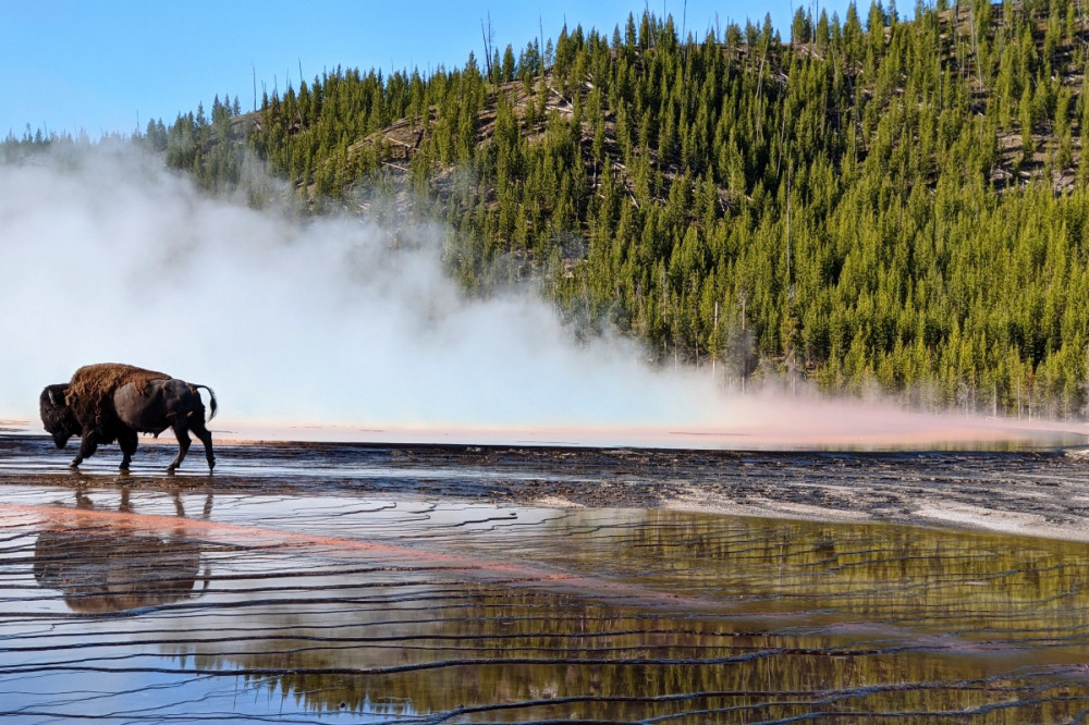 Yellowstone Private Tours - Upper Loop