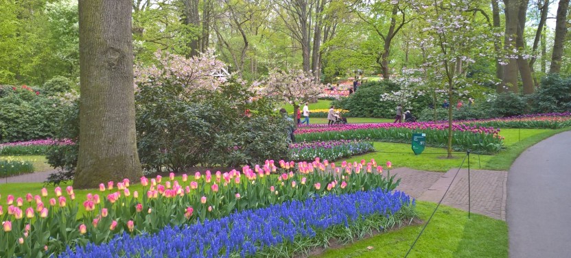 Small-Group Tulips + Windmills Tour from Amsterdam