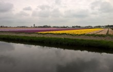 Small-Group Tulips + Windmills Tour from Amsterdam