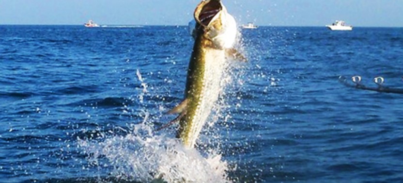Boca Grande Inshore Fishing Trip - 6 Hr