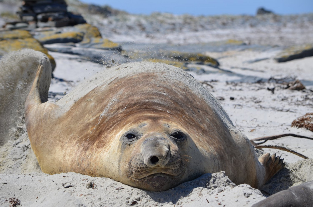 Wild Shores Tour with Penguin and Seal Encounter