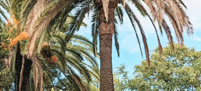 Guided Tour: Park Güell, photo 2 of 8