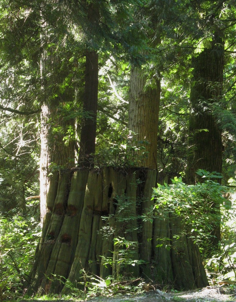 Stanley Park - Vancouver