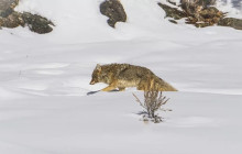 Good Trip Adventures - Rocky Mountains4