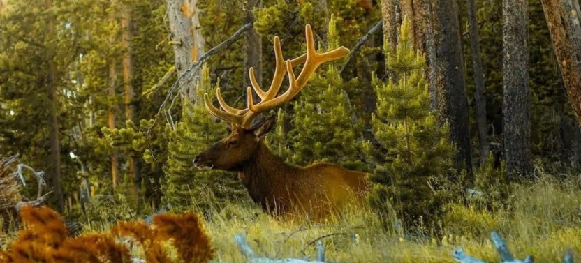 Small Group Full-Day Tour and Hike from West Yellowstone