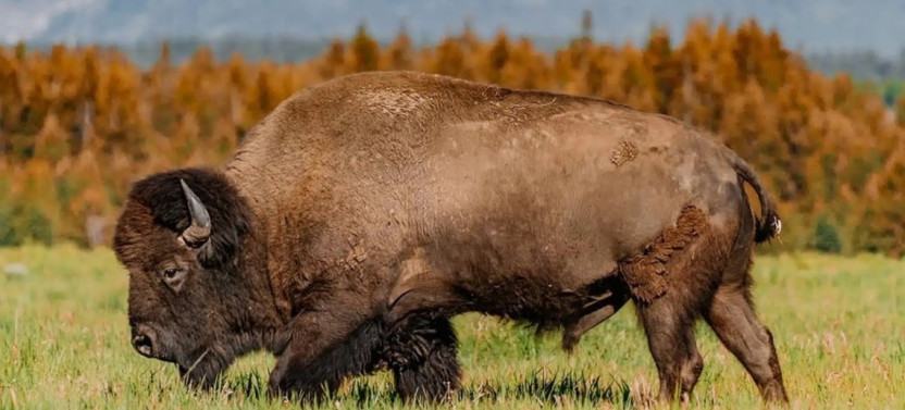Private Full-Day Wildlife & Scenic Tour of Grand Teton National Park