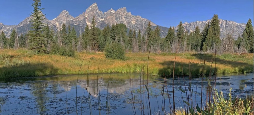 Grand Teton Small Group Full-Day Wildlife & Scenic Tour