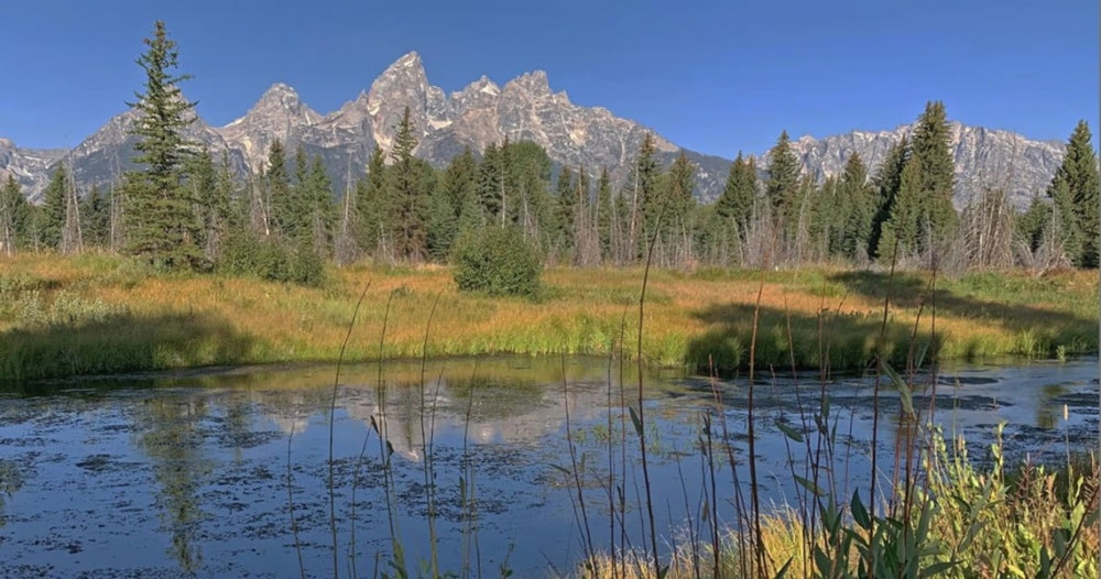 Grand Teton Small Group Full-Day Wildlife & Scenic Tour