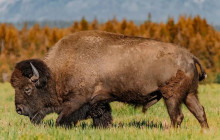 Good Trip Adventures - Rocky Mountains2