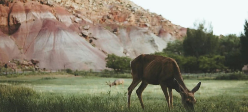 Private Full-Day Hiking & Scenic Canyon Tour in Capitol Reef