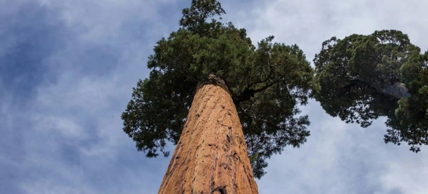 Private Full-Day Sequoia Hike to Hidden Mile-Deep Canyon
