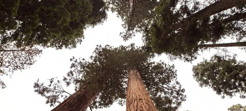 Two-Day Private Hiking Tour of Sequoia & Kings Canyon National Parks