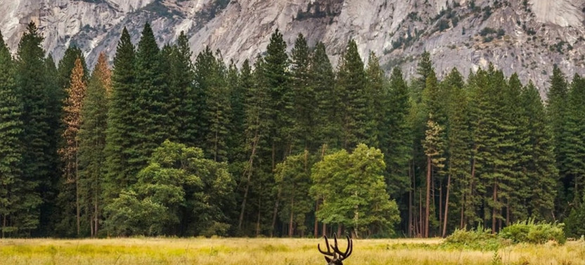 Private Full-Day Scenic Driving and Hiking Tour in Yosemite