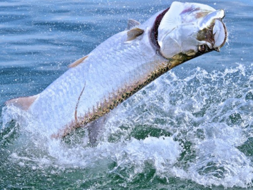 Marathon Tarpon Fishing Trip - 4 Hr