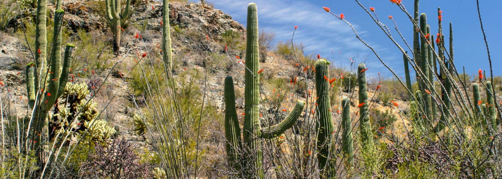 7 Day Arizona Bird Watching and Tucson Adventure