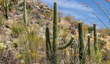 A picture of 7 Day Arizona Bird Watching and Tucson Adventure