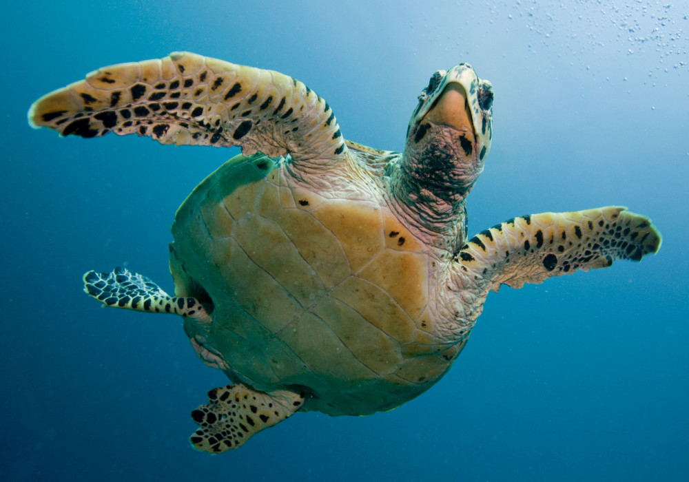 Snorkel at Puerto Morelos: A Fanstatic Experience!