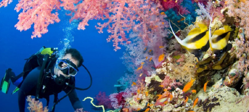 Day Scuba Diving Tour From Sharm El Sheikh