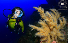 Azores SUB1