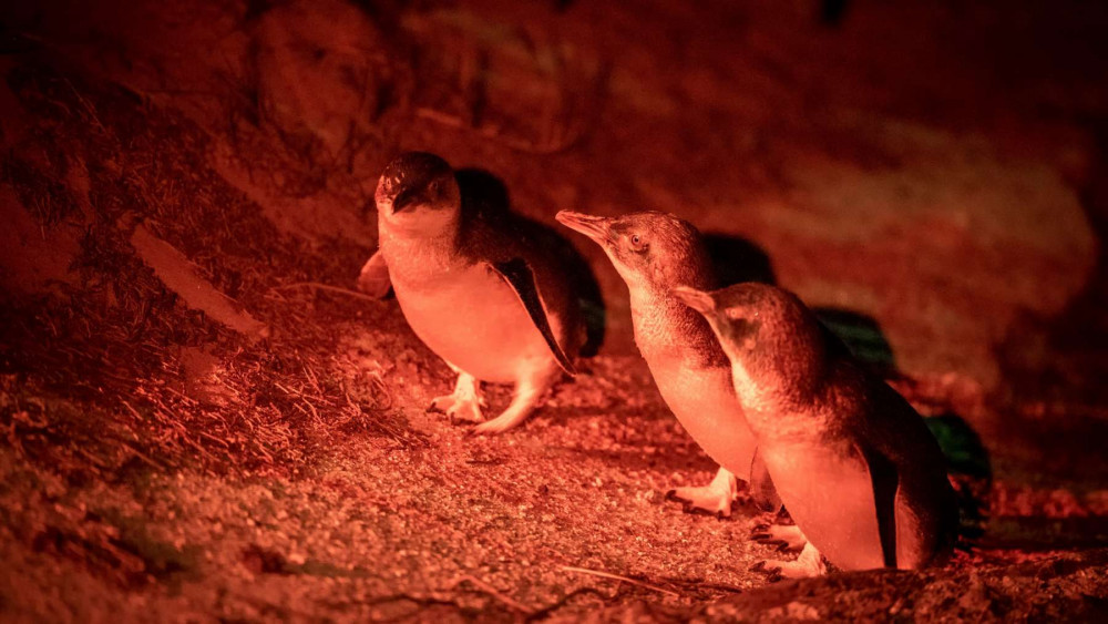 Bicheno Penguin Tour