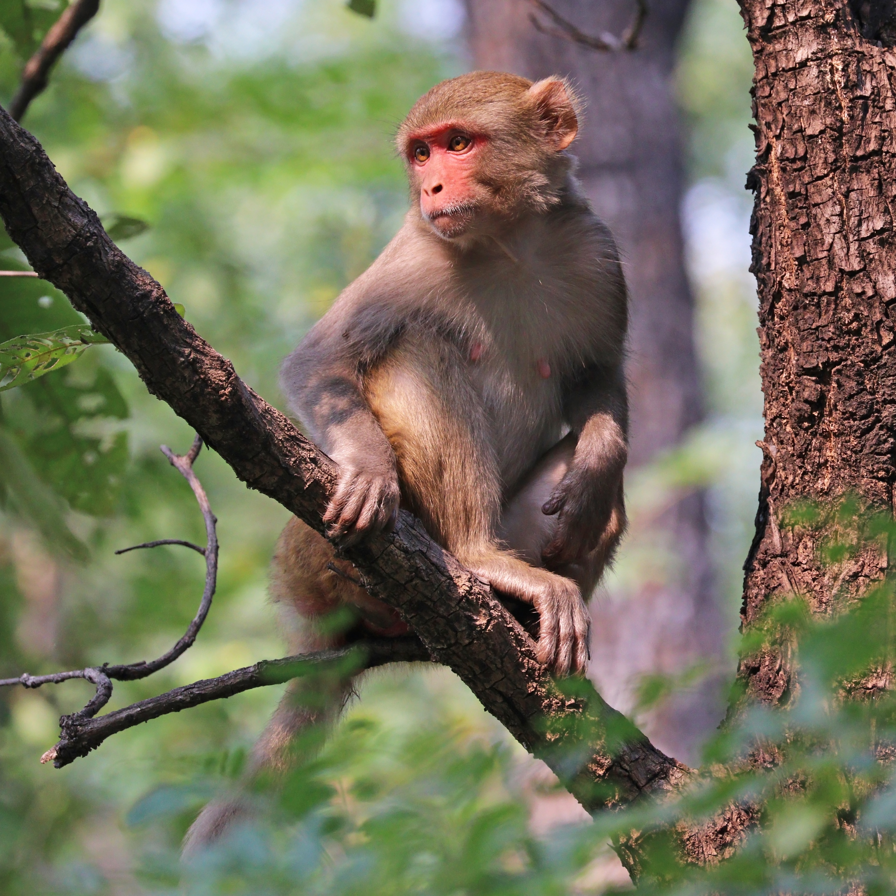 Monkey Island Unique Things to Do in Puerto Rico