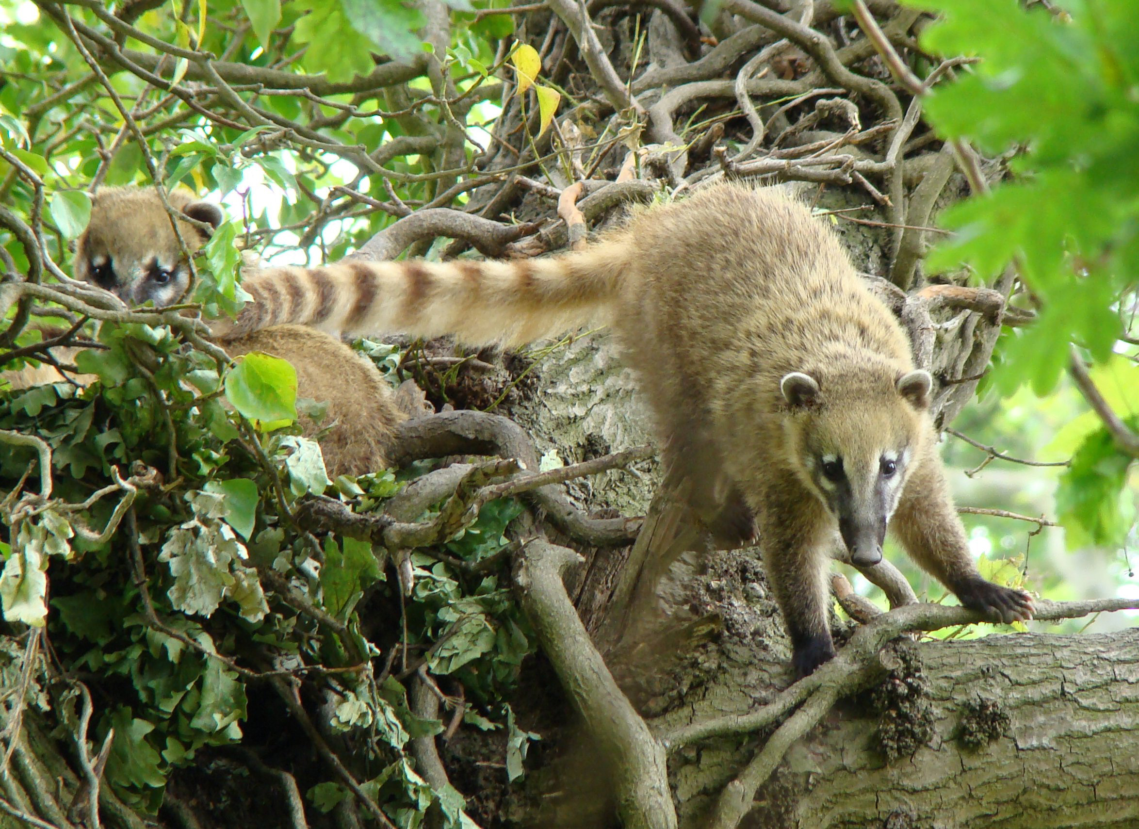 coati