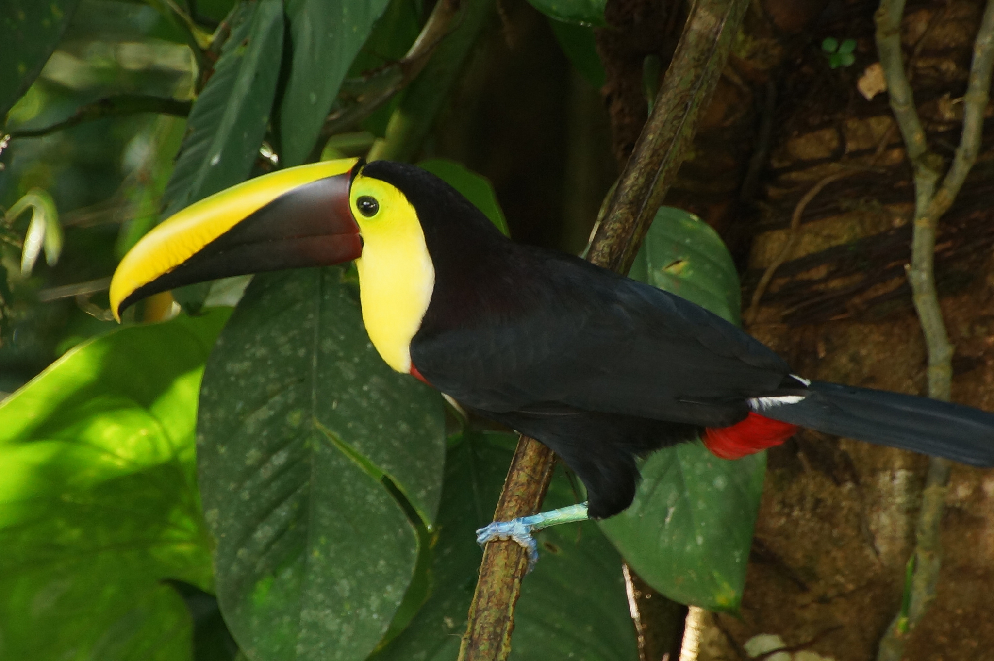 Toucan