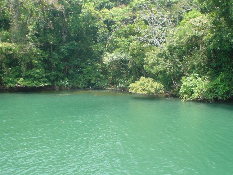 Panama Rainforest 