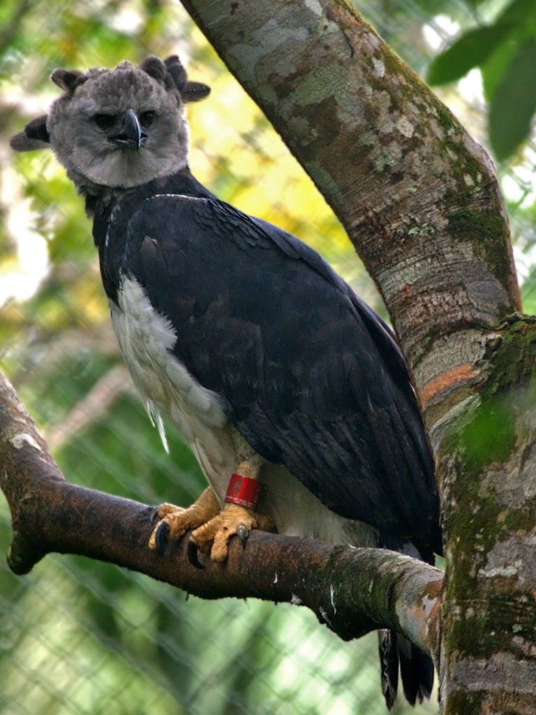 Harpy Eagle (the national bird of Panama)