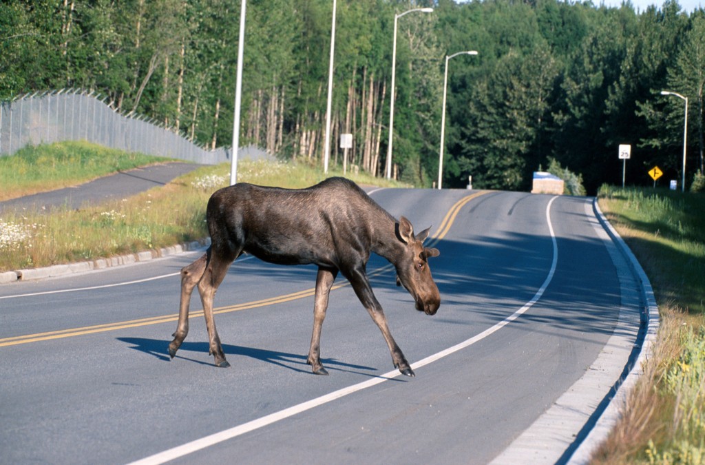 Moose_crossing_a_road