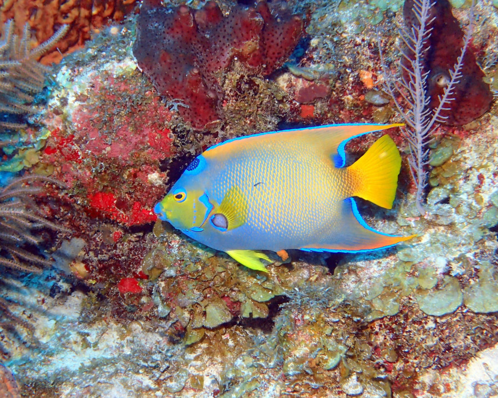 Queen Angel Fish