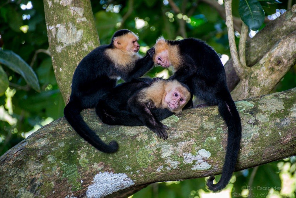 Our Escapades - Manuel Antonio National Park-9