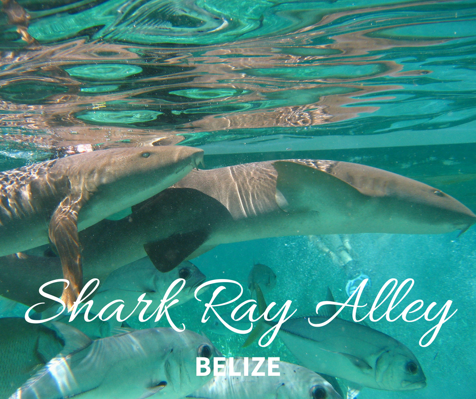 shark ray alley