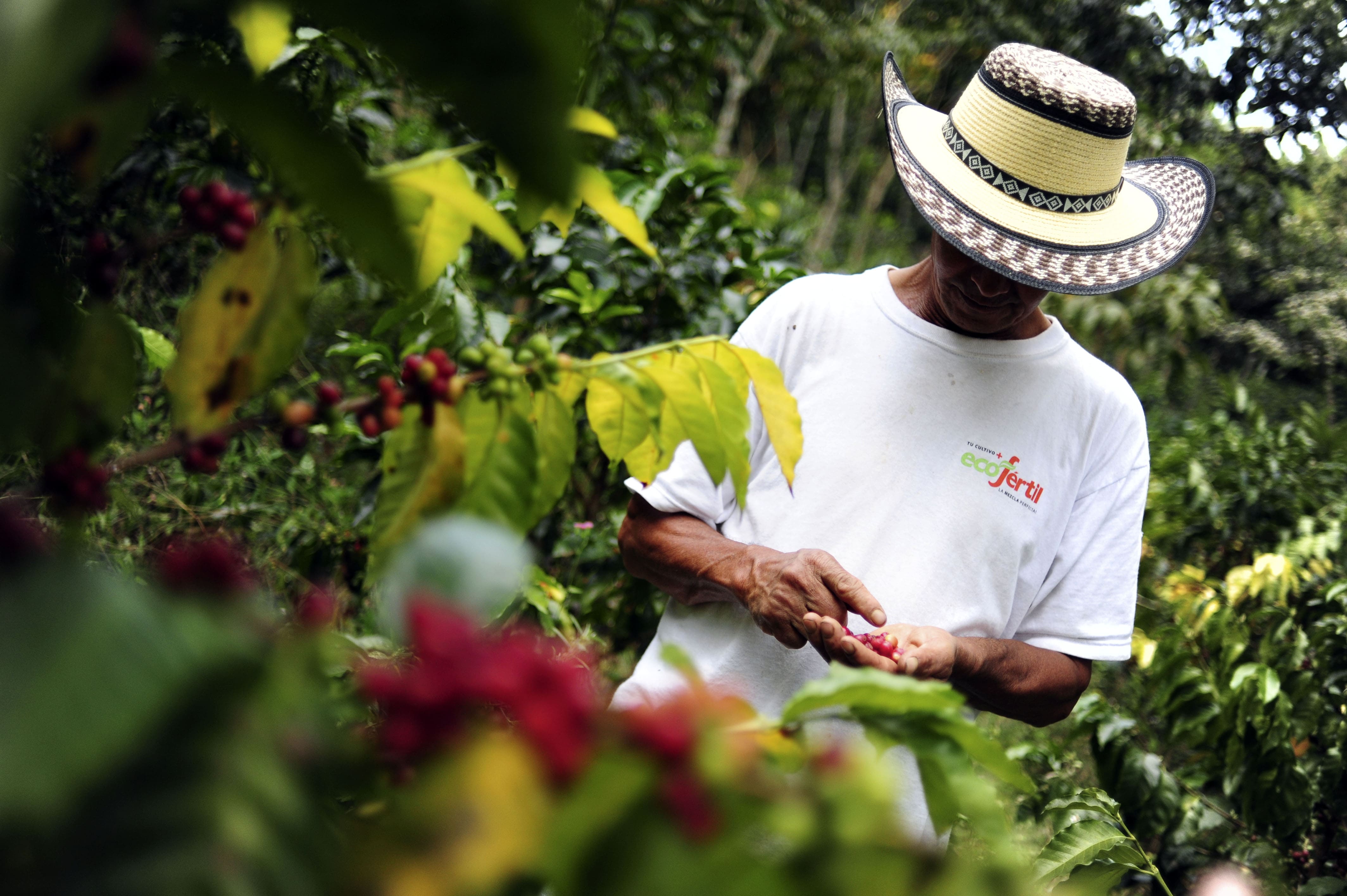 Coffee Triangle Things to do in Colombia