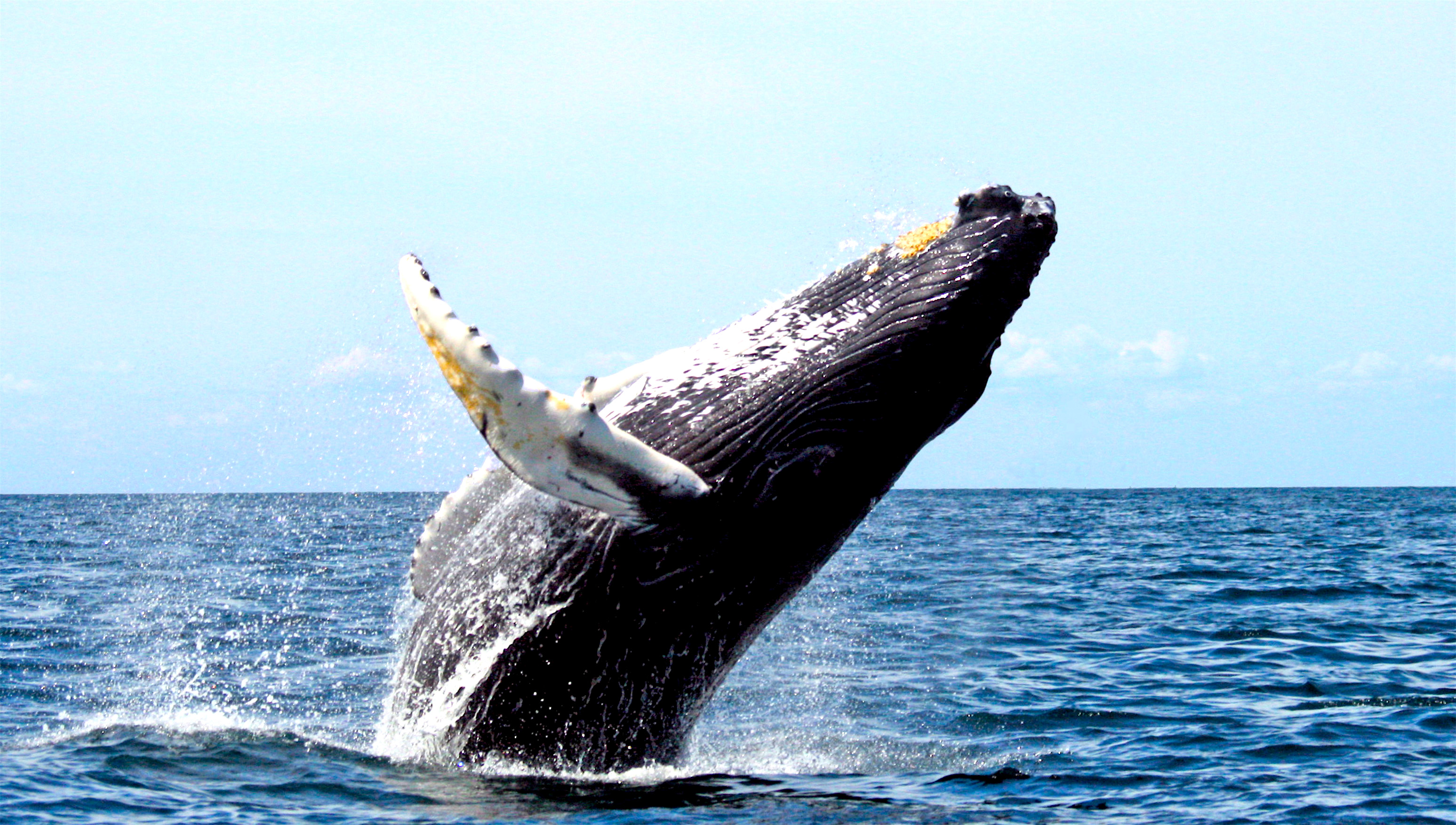 Humpback whale outside of the Pacific Coast in Colombia