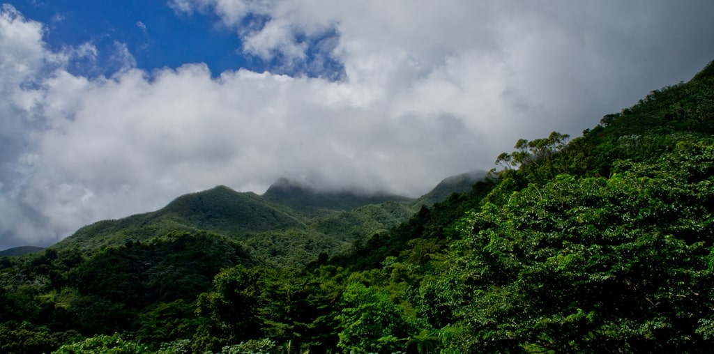 El Yunque is Puerto Rico's rainforest