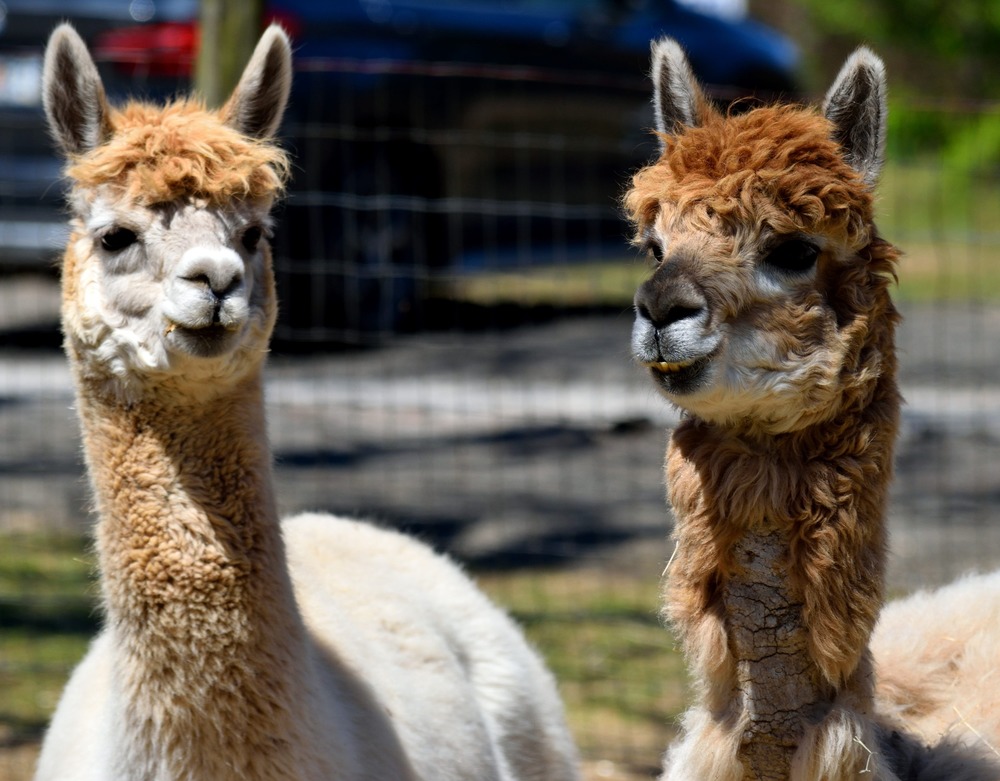 Visiting alpaca farms is one of the best things to do in Peru