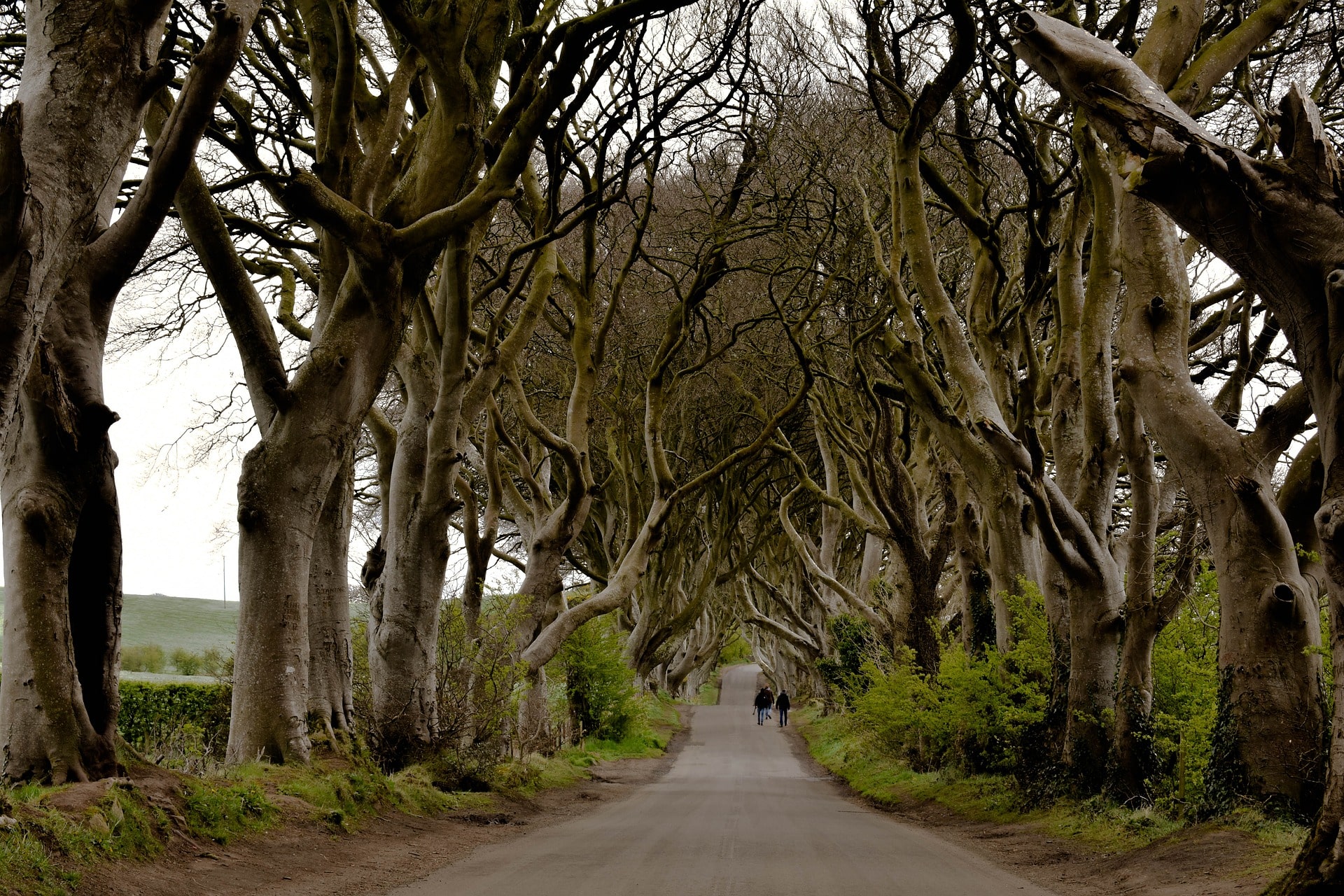 Wandering the Dark Hedges is one of the coolest things to do in Northern Ireland