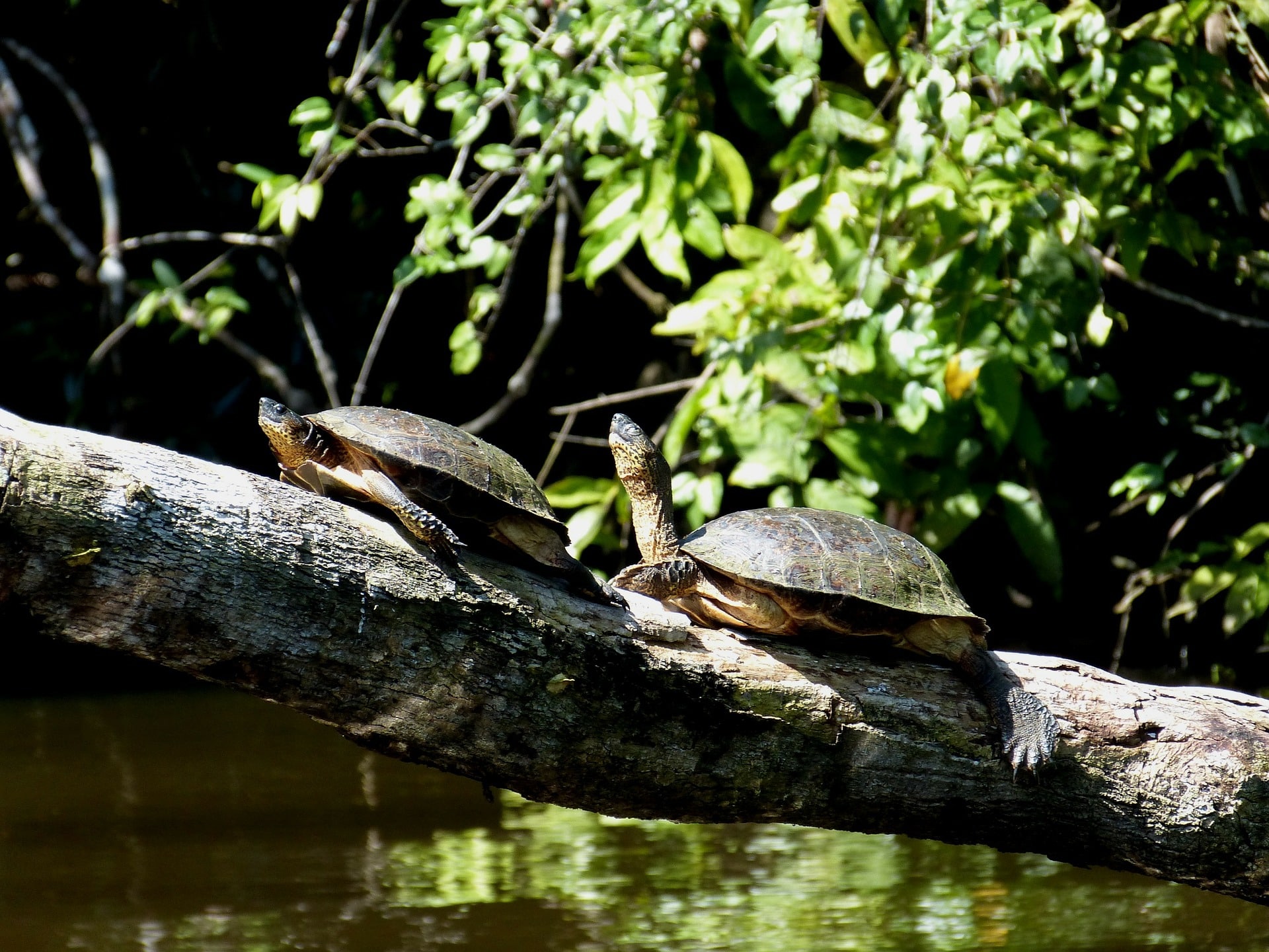 Tortuguero is one of the most beautiful places to visit in Costa Rica
