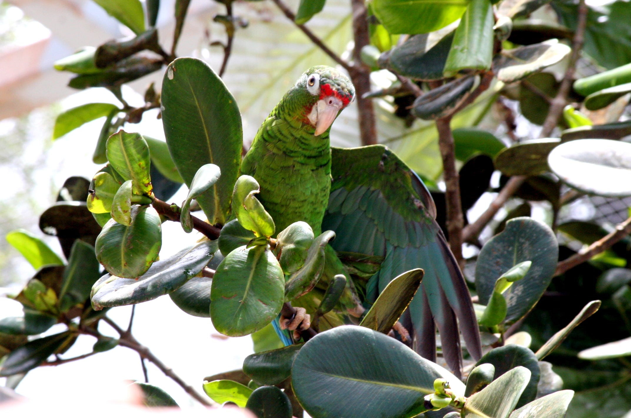 Puerto Rico's rainforest is full of incredible wildife