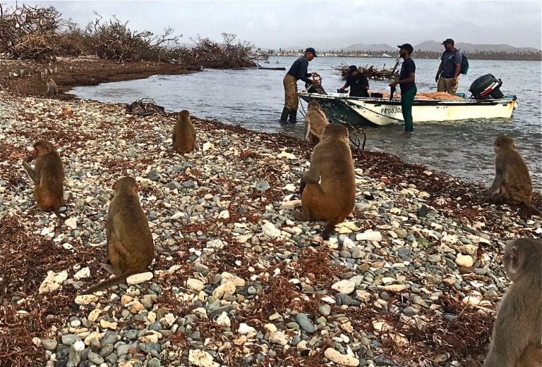 Seeing Monkey Island is what to do in Puerto Rico