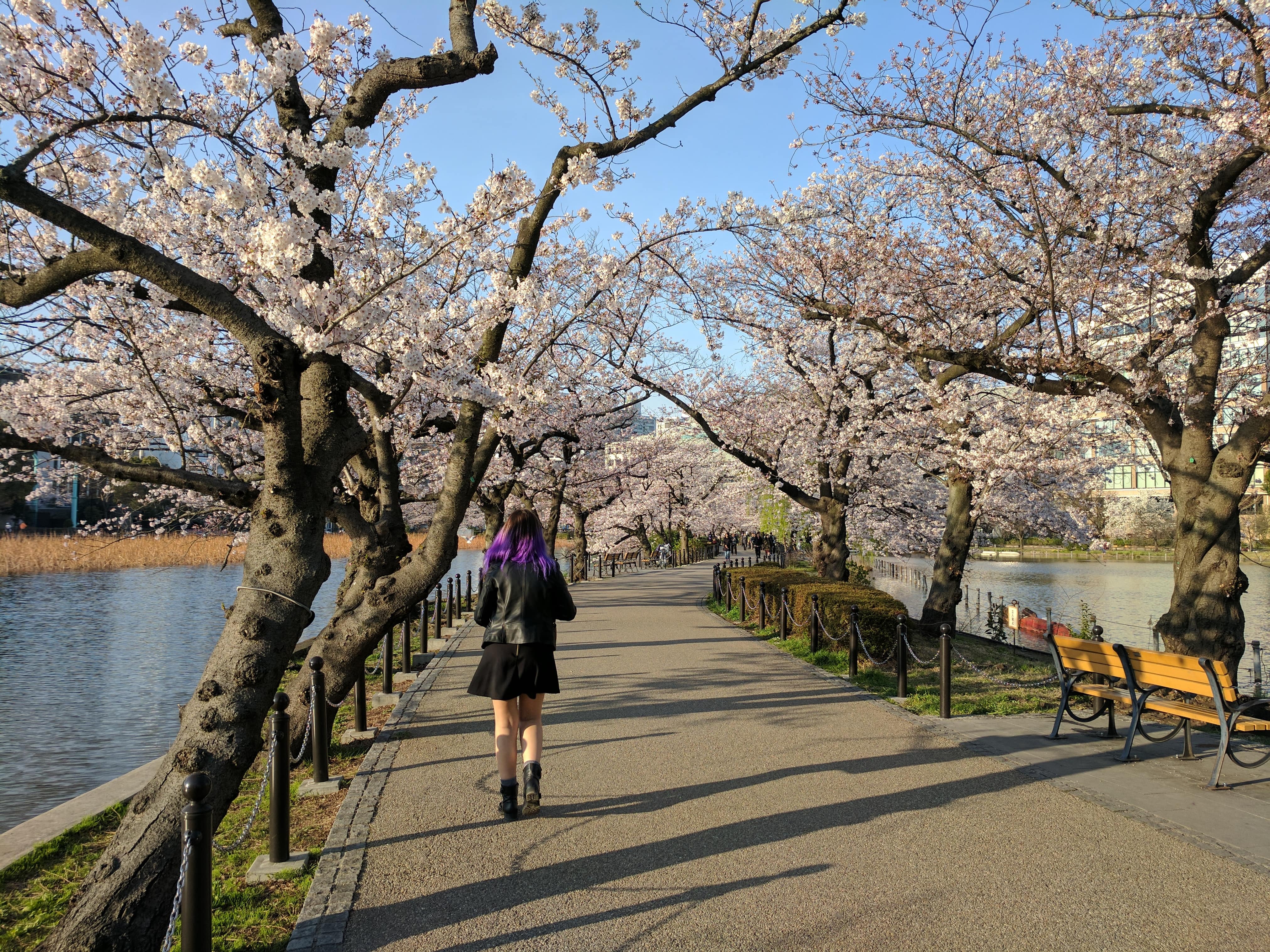 What to do in 3 days in Tokyo? Take a stroll in Ueno Park!