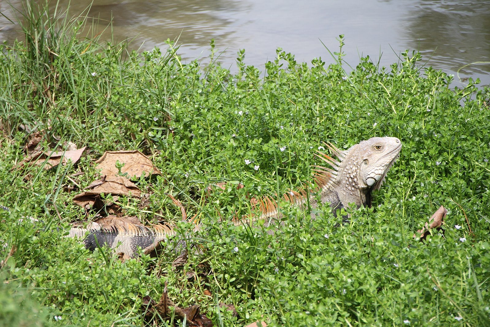 Humacao Nature Preserve Puerto Rico Vacation Spots