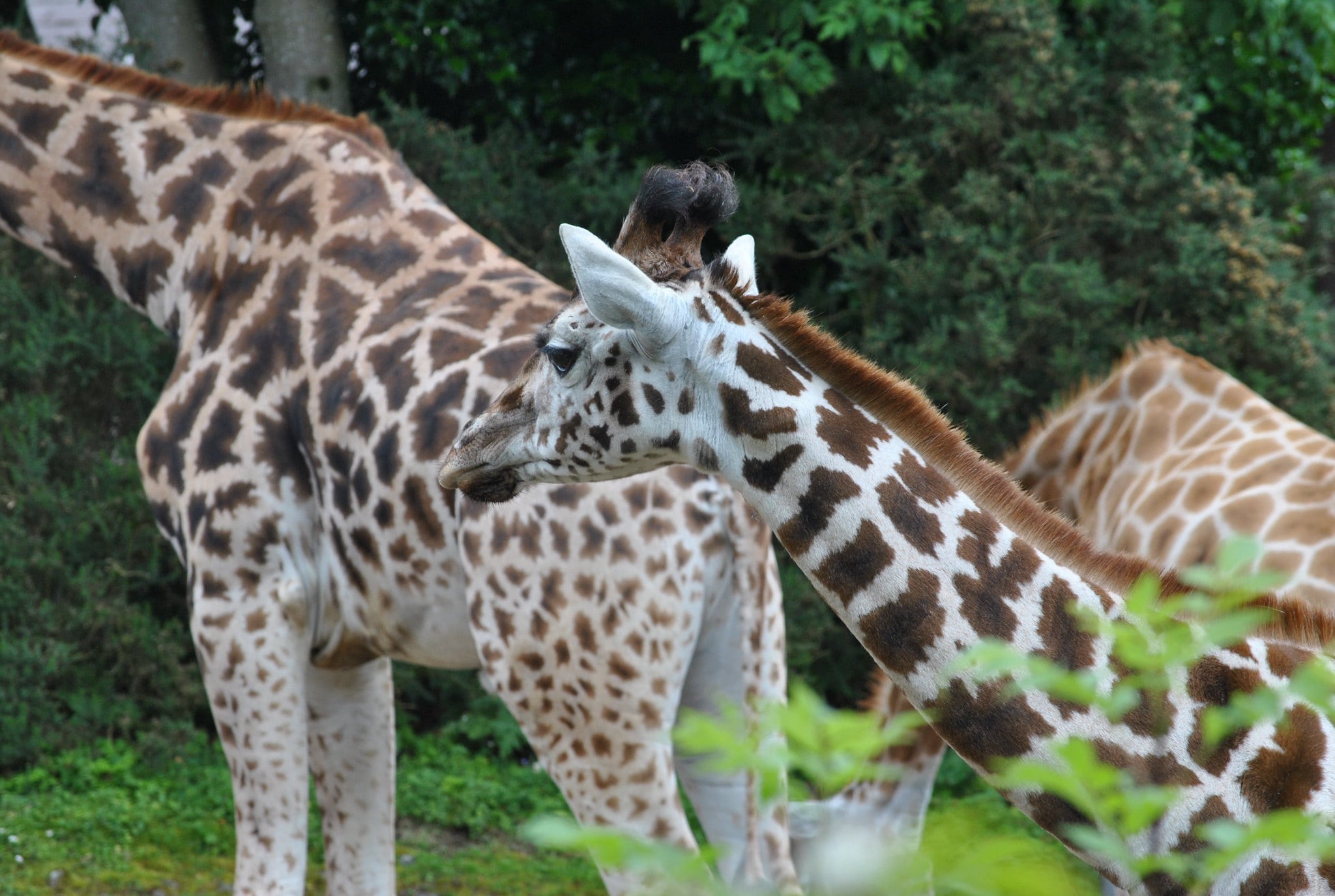 Visiting the animals at the Belfast Zoo is a great thing to do in Belfast Ireland